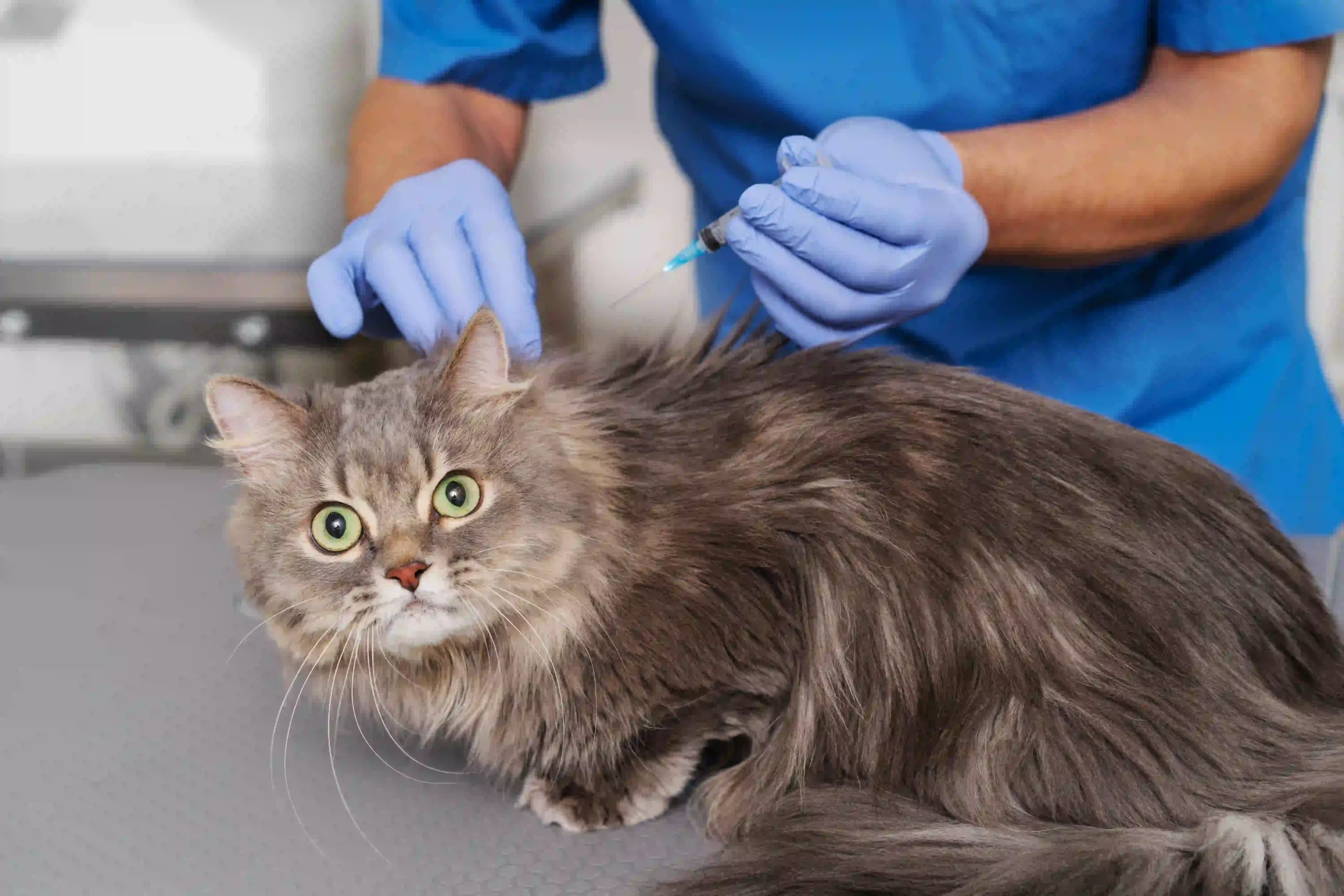 Pet Vaccinations in Cloverdale