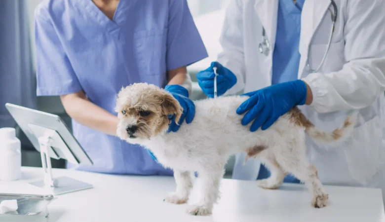 Urgent Pet Care Near Langley: What to Do When Your Pet Can’t Wait