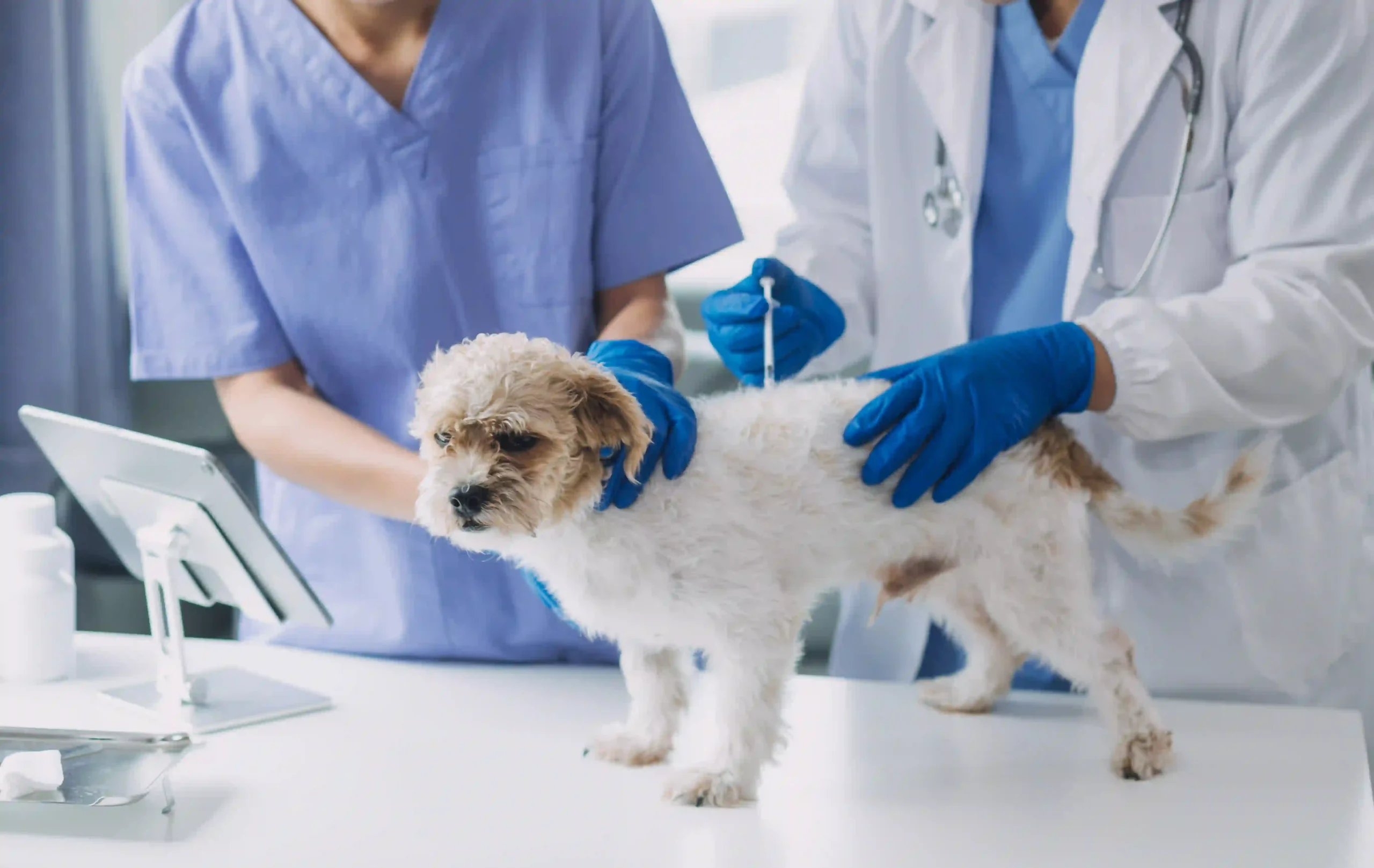 urgent pet care near langley