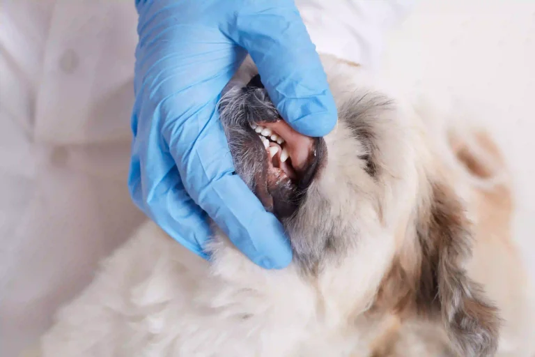 Are Tooth Infections Dangerous for Dogs