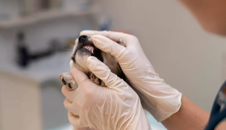 How to Know If Your Dog Has a Tooth Infection: Warning Signs Every Pet Owner Should Watch