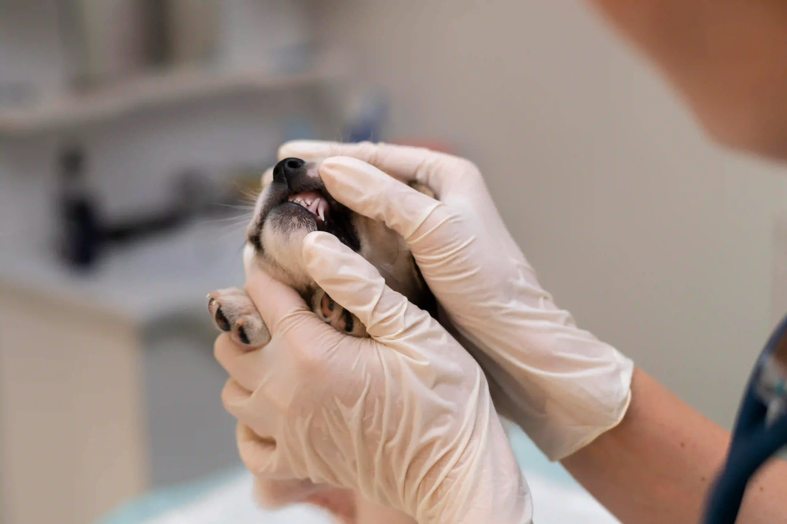 Tooth Infection in Dogs