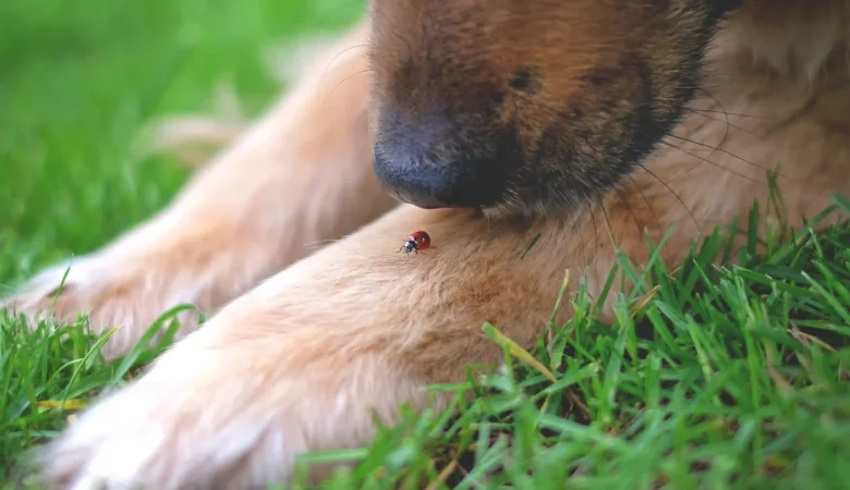 Is Your Dog Protected from Fleas and Ticks? What Every Pet Owner Needs to Know