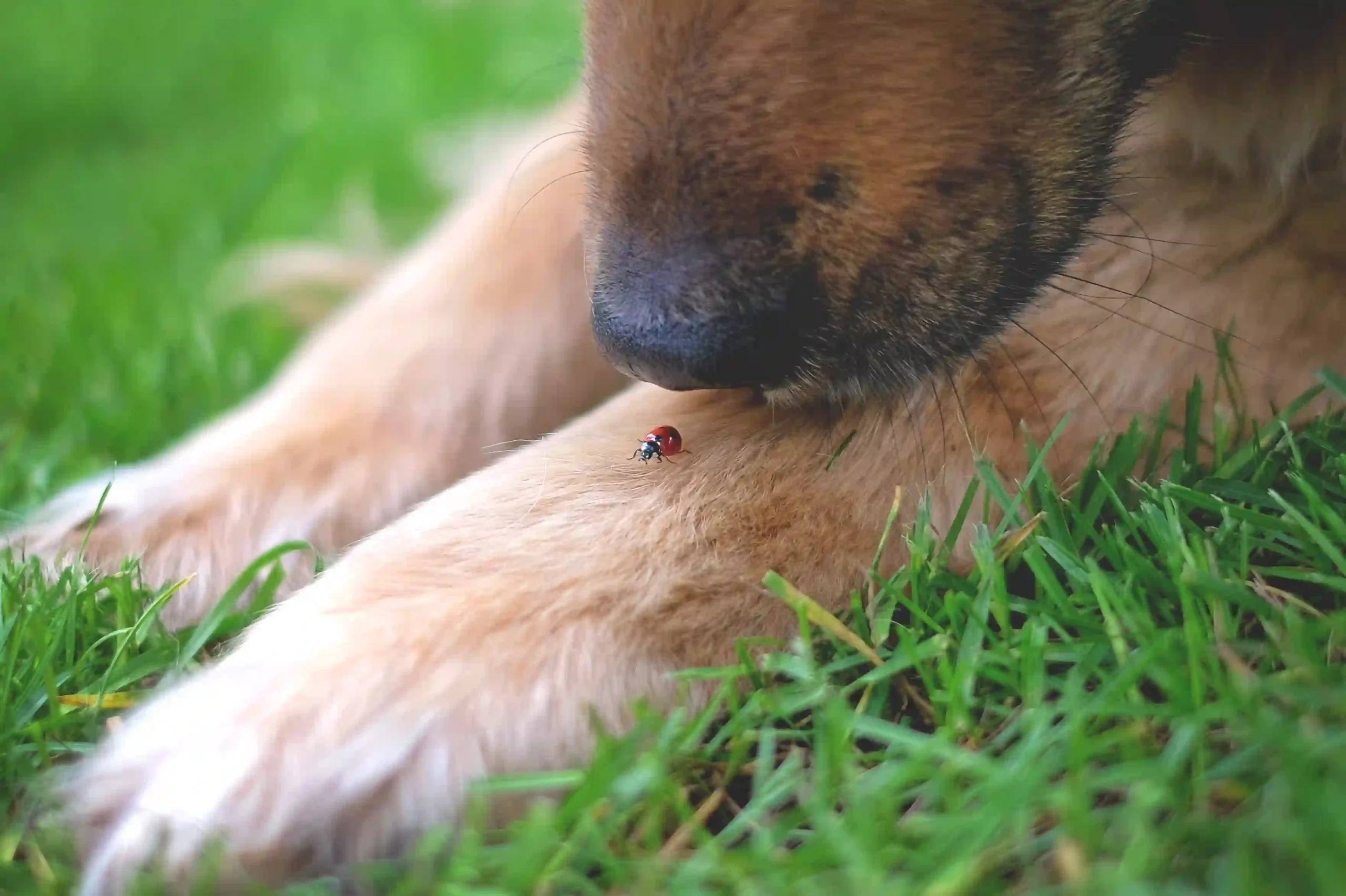 Is Your Dog Protected from Fleas and Ticks?