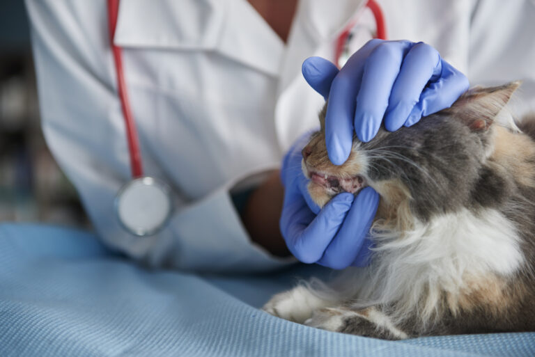cat dental clinic in surrey