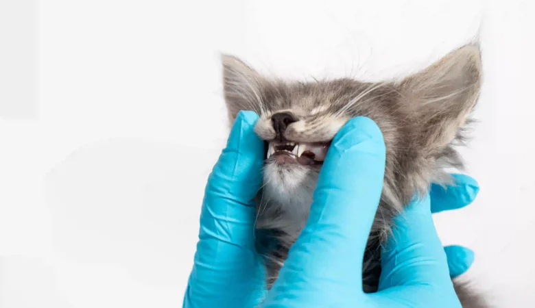 Why Does My Cat Need a Tooth Pulled If They Seem Fine? Cat Tooth Resorption Explained