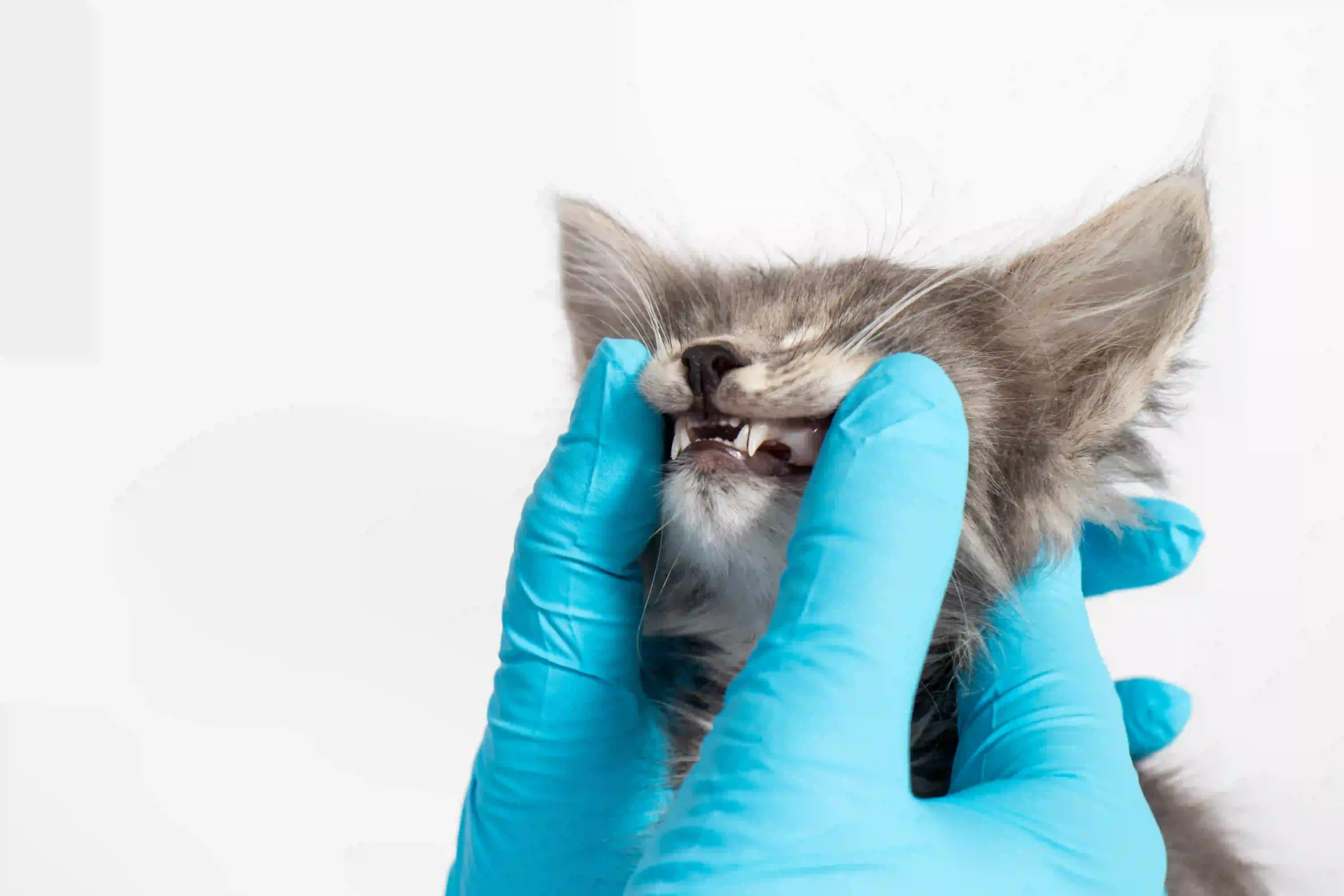 Cat Tooth Resorption Explained