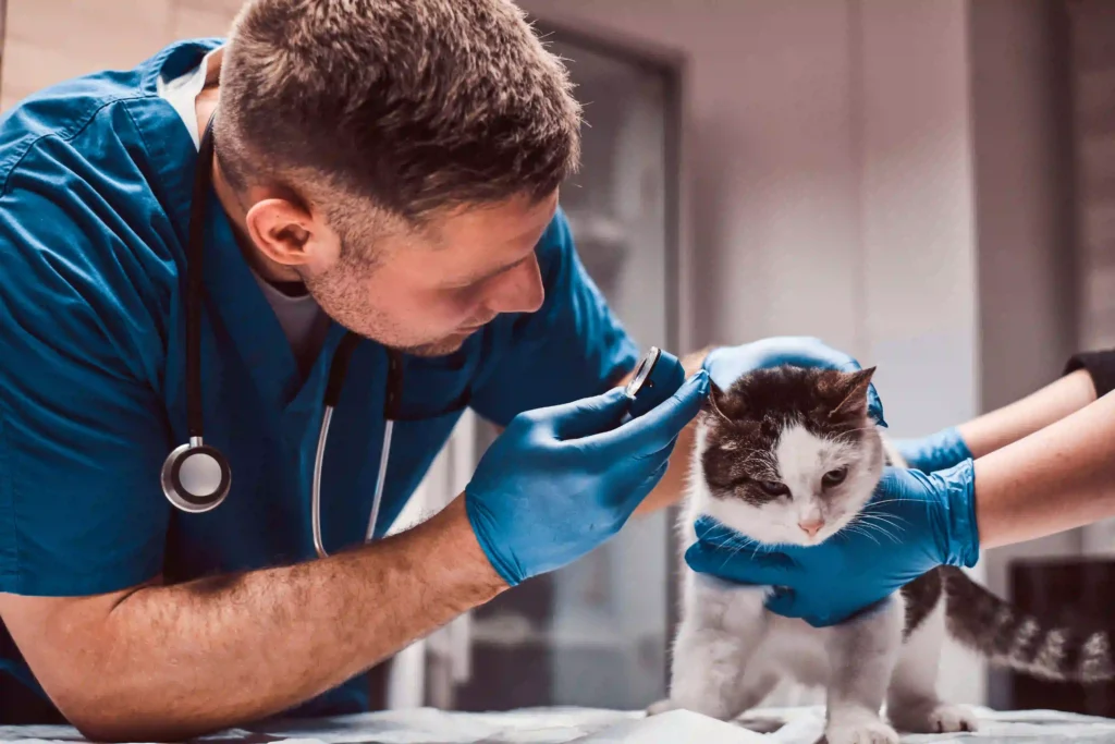 animal hospital near cloverdale
