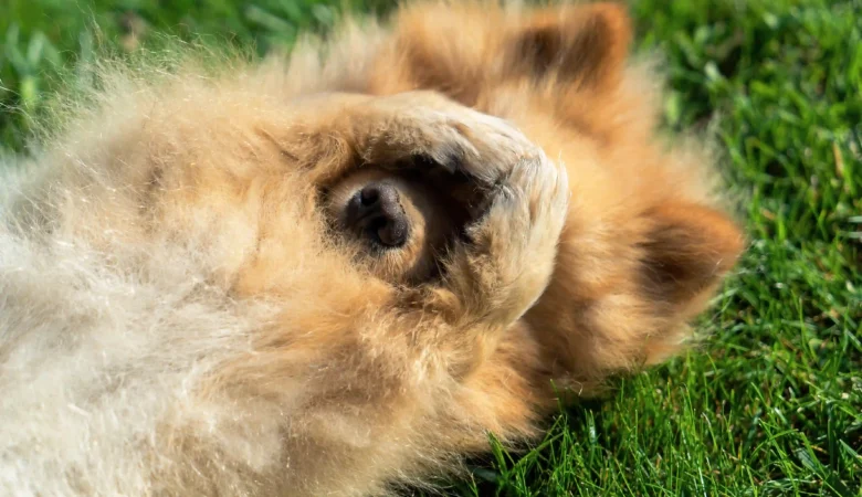 Dog Skin Allergies: Causes, Symptoms & Treatment Options