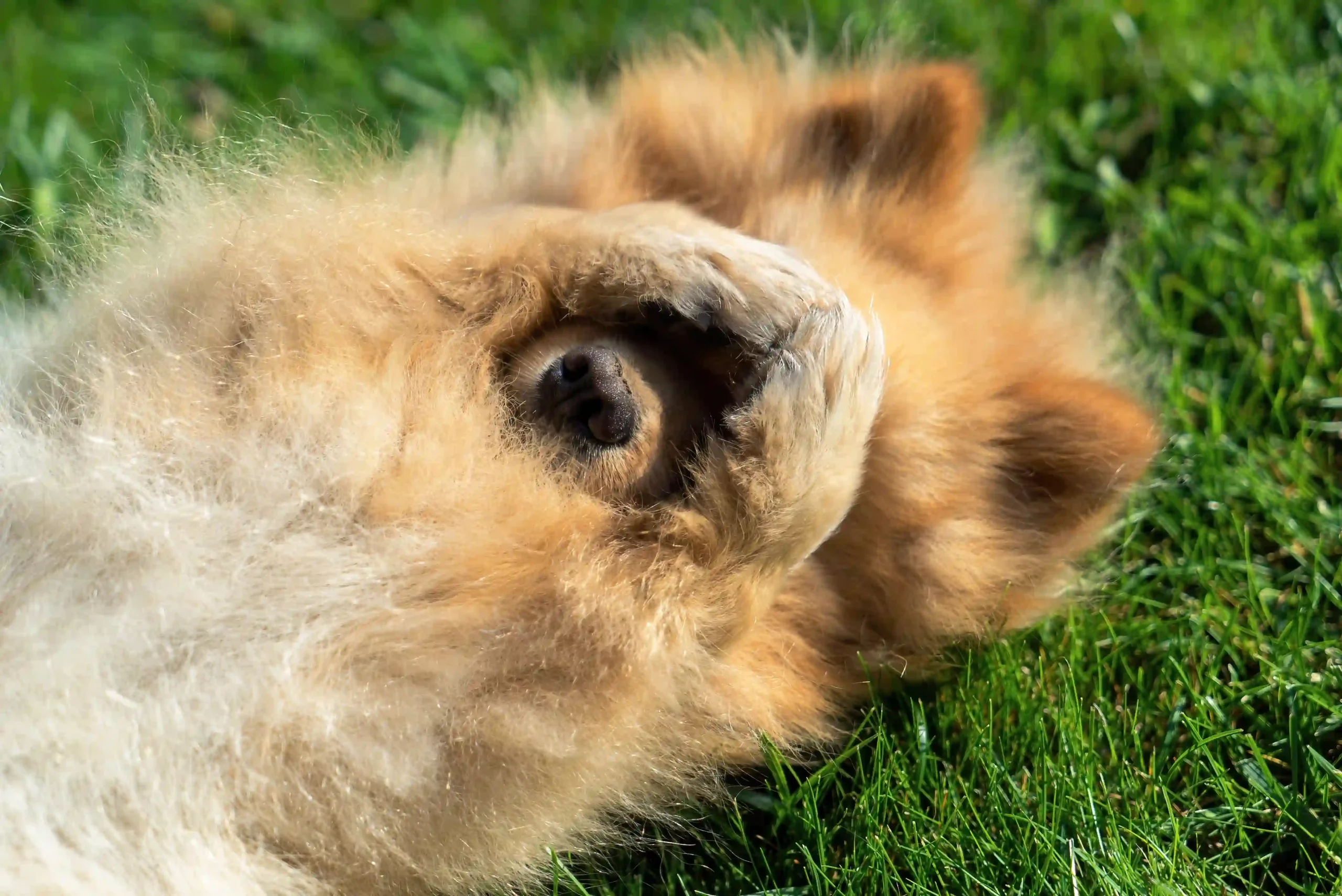 dog skin allergies