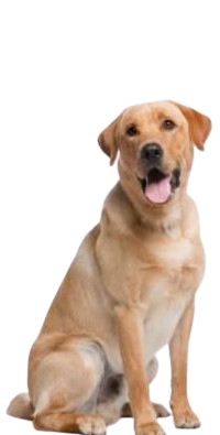 Large dog breed