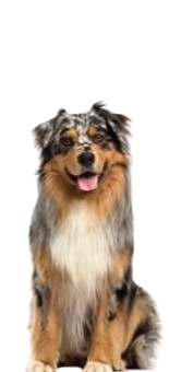 Medium dog breed