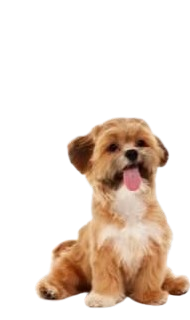 Small dog breed