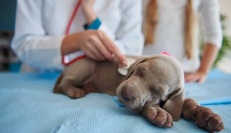 Spay vs. Neuter in Dogs: What’s the Difference? | Surrey & Langley Vet Guide