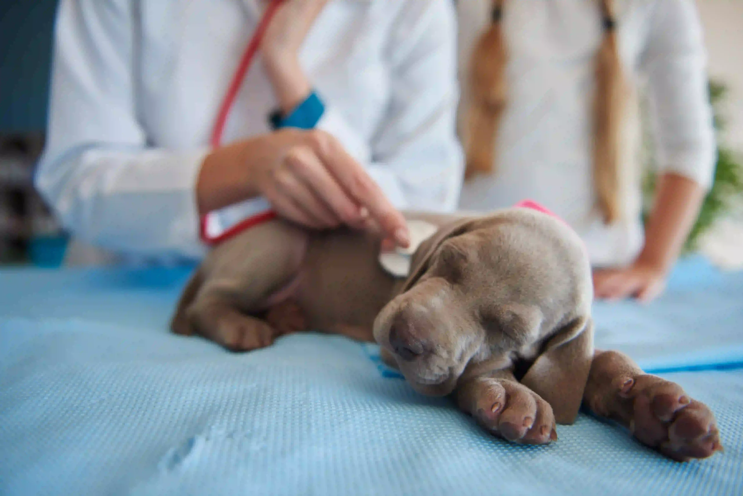Spay vs. Neuter in Dogs