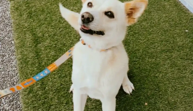 My Dog Is Not Eating: How Long Is Too Long, and When to See a Vet