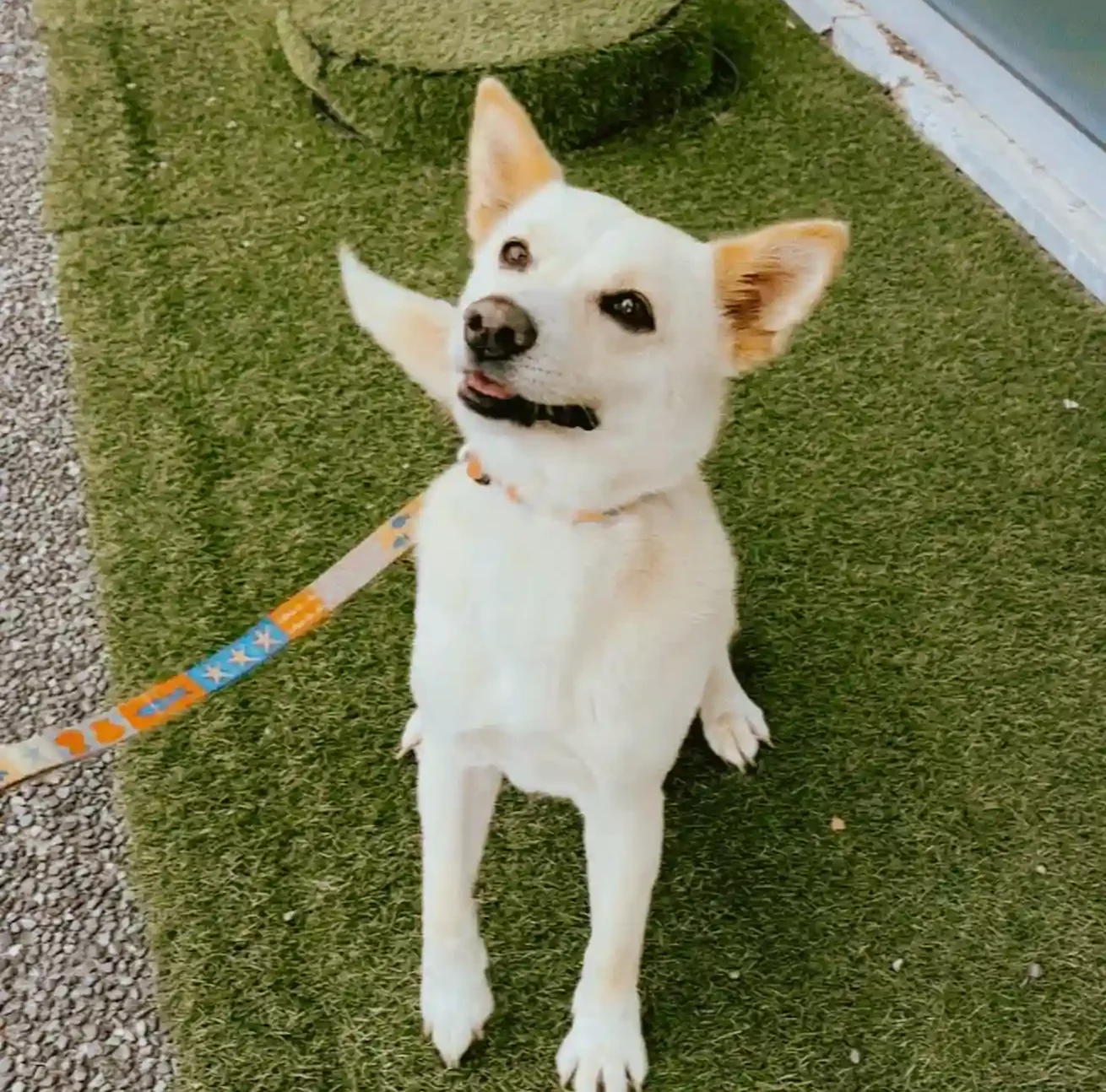 my dog not eating