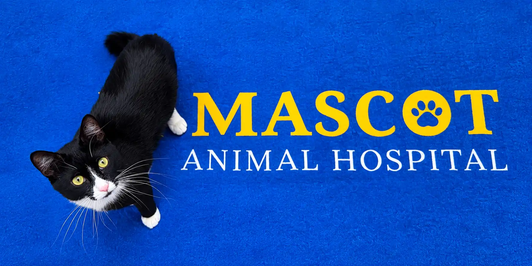What Does a Blood Test Tell You About Your Dog or Cat?
