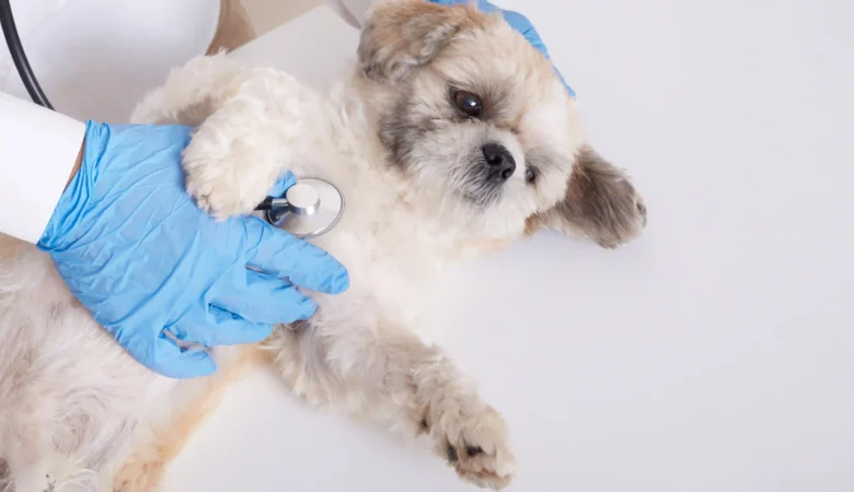 Before Pet Surgery: 10 Questions to Ask Your Veterinarian About Anesthesia and Safety