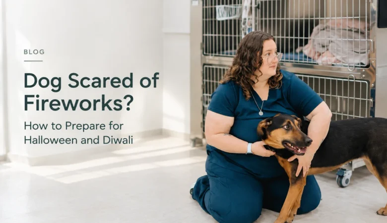 Dog Scared of Fireworks? How to Prepare for Halloween and Diwali