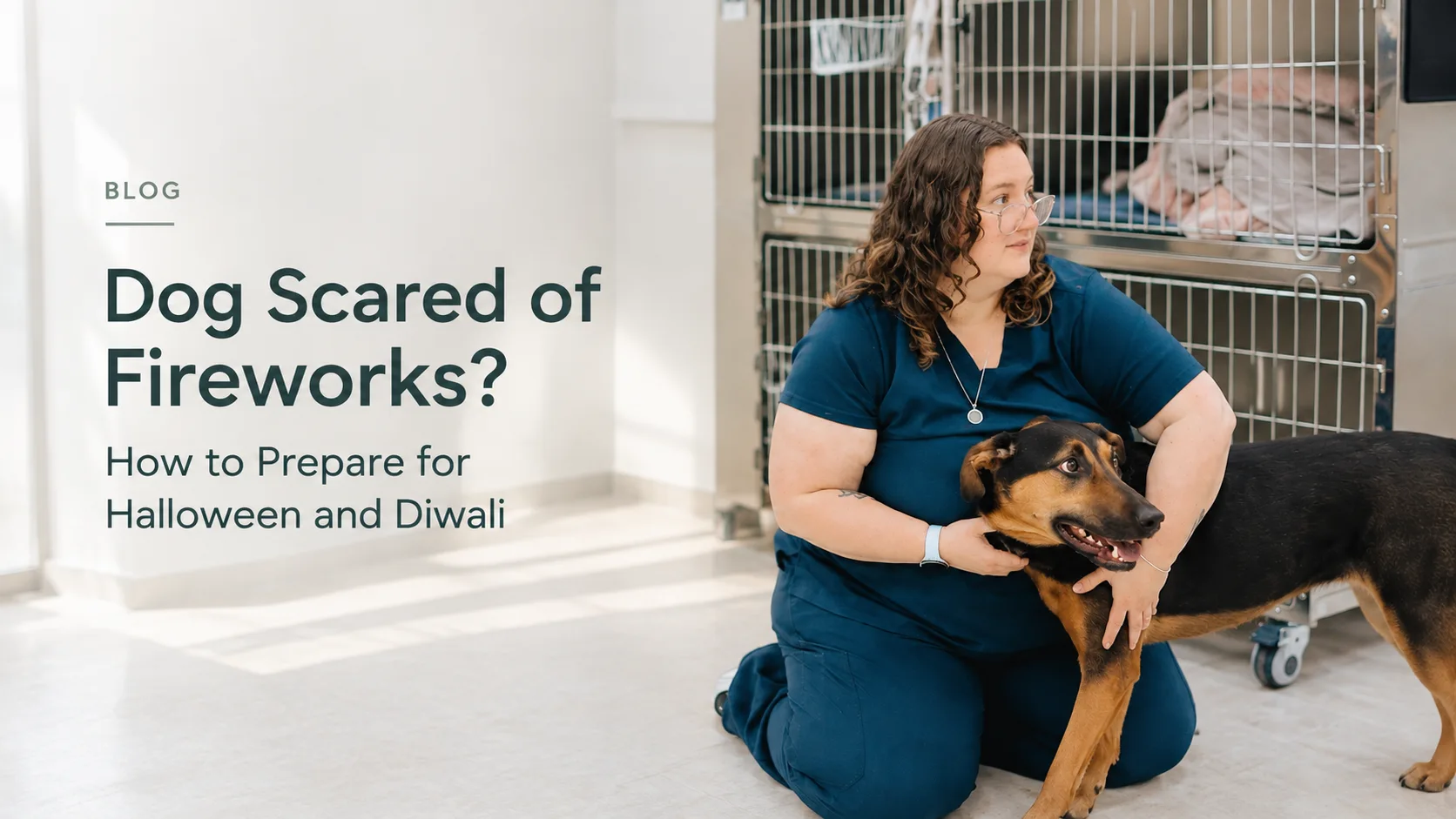 Dog Scared of Fireworks? How to Prepare for Halloween and Diwali