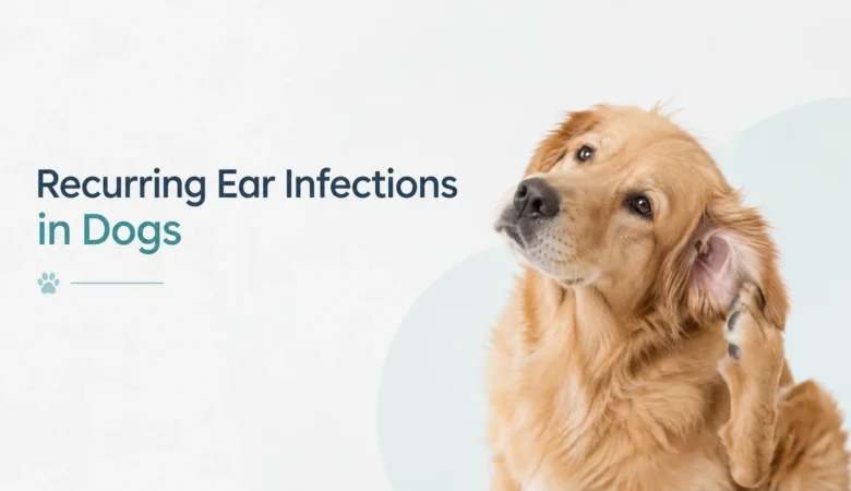 Recurring Ear Infections in Dogs: Why They Keep Coming Back